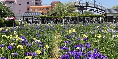 水郷潮来あやめ園